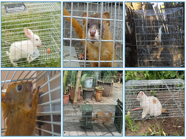 Animal Traps Cage