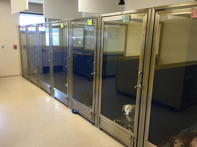 Animal Dog Kennels